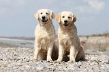 GOLDEN RETRIEVER 426